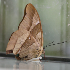 Archaeoprepona chalciope