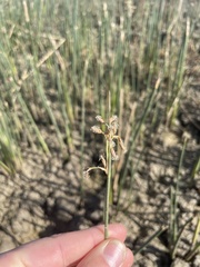 Schoenoplectus subulatus