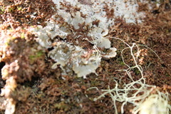 Erioderma pedicellatum