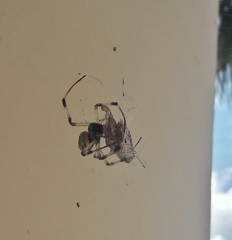 Nephilingis cruentata