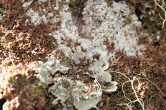 Erioderma pedicellatum