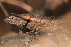 Sceloporus clarkii