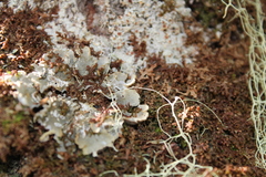 Erioderma pedicellatum