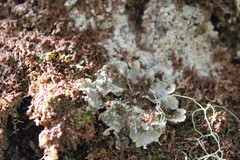 Erioderma pedicellatum