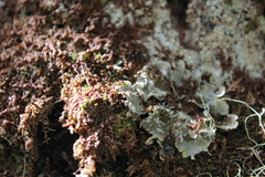 Erioderma pedicellatum