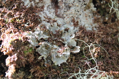 Erioderma pedicellatum