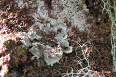 Erioderma pedicellatum