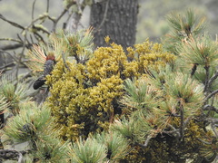 Arceuthobium globosum