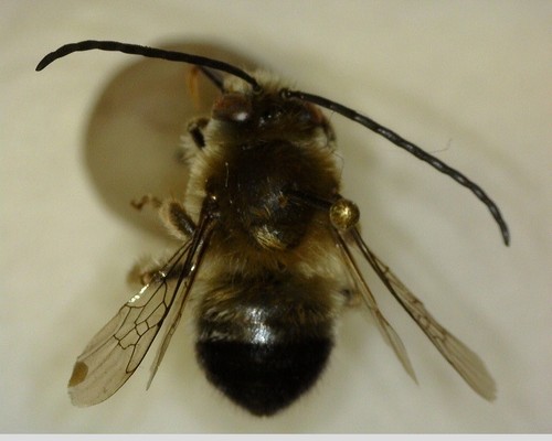 iNaturalist observation photo of Eucera