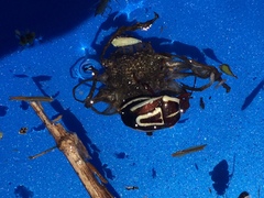 Perillus circumcinctus