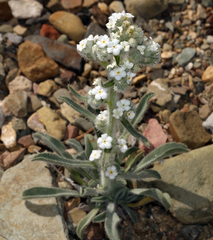 Oreocarya hoffmannii