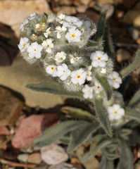 Oreocarya hoffmannii