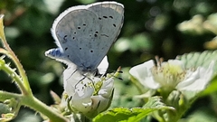 Celastrina argiolus