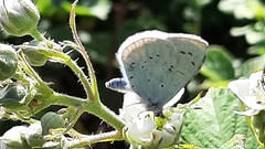 Celastrina argiolus