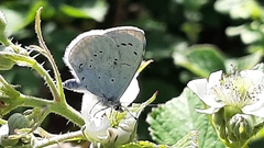 Celastrina argiolus