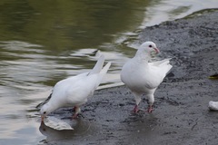 Columba livia domestica
