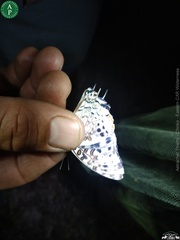 Charaxes etesipe