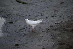 Columba livia domestica