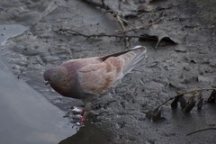Columba livia domestica