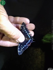 Charaxes etesipe