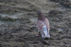 Columba livia domestica