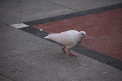 Columba livia domestica