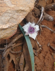 Calochortus elegans