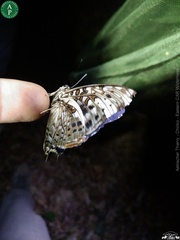 Charaxes etesipe