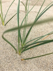 Carex sabulosa