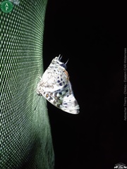 Charaxes etesipe