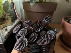 Peperomia caperata