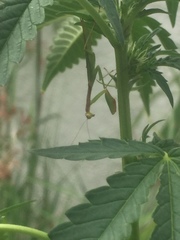 Callimantis antillarum