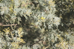 Acacia baileyana × dealbata