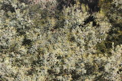 Acacia baileyana × dealbata