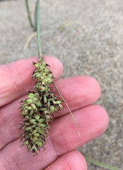 Carex sabulosa