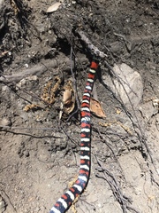 Lampropeltis multifasciata