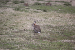Oryctolagus cuniculus