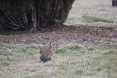 Oryctolagus cuniculus