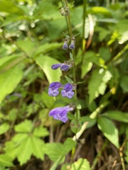 Scutellaria saxatilis
