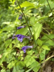 Scutellaria saxatilis
