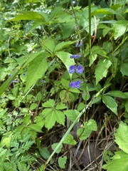 Scutellaria saxatilis