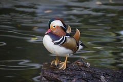 Aix galericulata