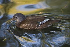 Aix galericulata
