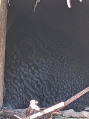 Eudyptula minor albosignata