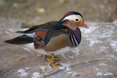 Aix galericulata