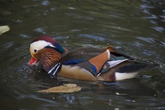 Aix galericulata