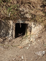 Eudyptula minor albosignata