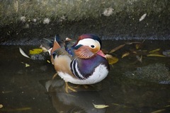 Aix galericulata