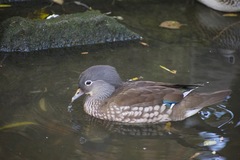 Aix galericulata