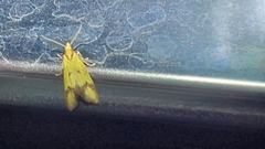 Agapeta zoegana